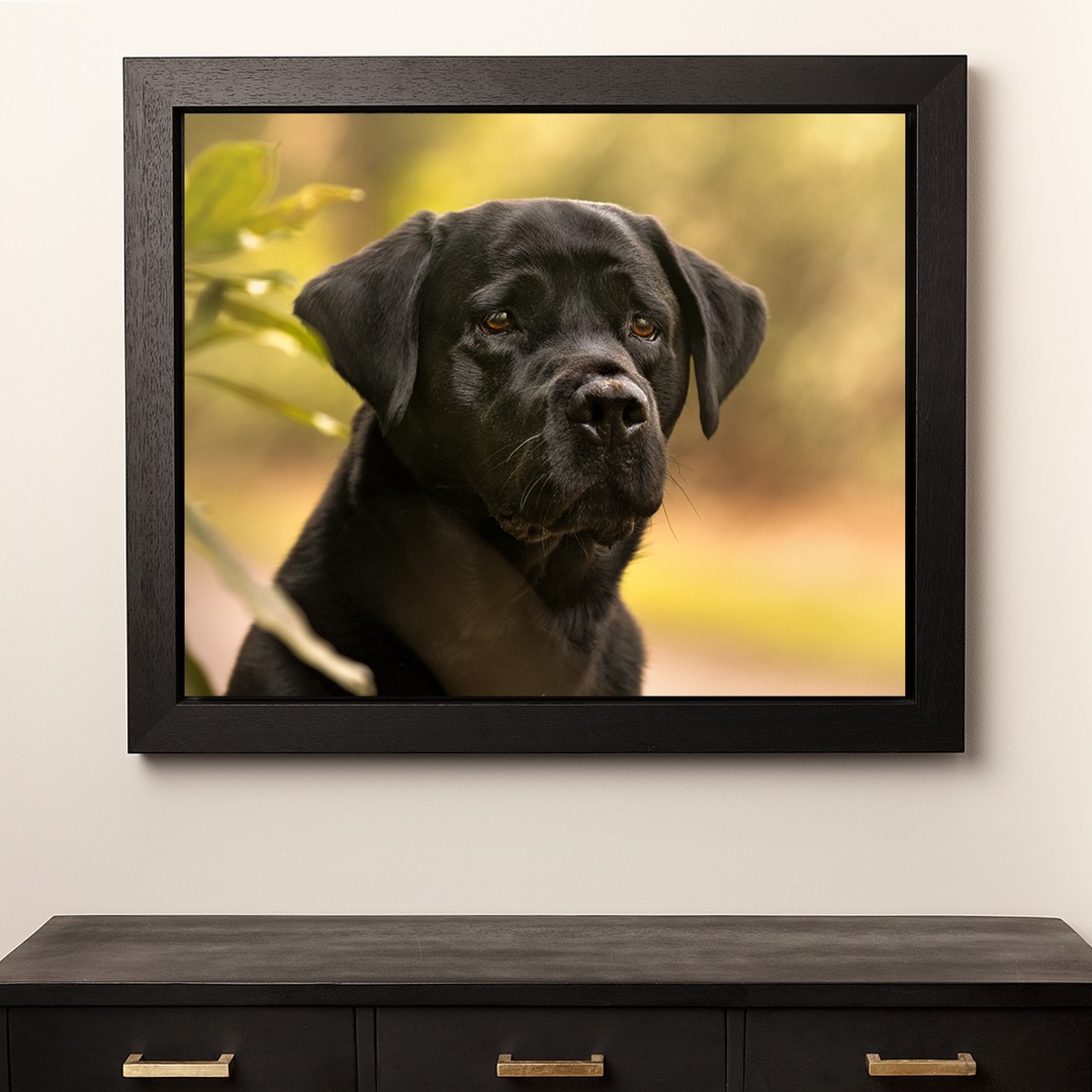 Norfolk based photographer @solvitaphotography selected our Deep Frame Canvas in black to frame this wonderful shot of black lab Olly.  This timeless fine art wall piece consists of our archival pro canvas, hand stretched around our exhibition pro bars then set into the custom made deep frame to create a floating effect. The canvas bars and deep wooden frame moulding are constructed by our craftsmen ensuring this is a heavyweight product made to impress.

Thanks to @solvitaphotography for allowing us to share this beautiful collaboration.

#printfoundrylab  #procanvasart #fineartwallart #fineart #deepframecanvas #professionalprinters #stunningframes #perfectcollaboration